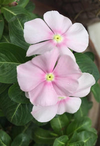 Madagascar Flower seeds for Planting Fragrant Blossoms Heirloom & GMO Free Seeds for Home Garden