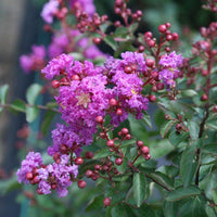 Lagerstroemia Indica Crape Flower seeds for Planting Cottage Garden Essential Heirloom & GMO Free Seeds for Home Garden