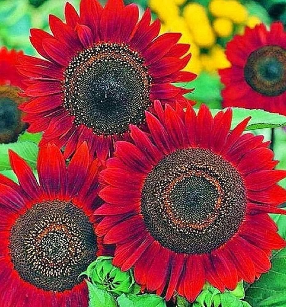 Red Mini Sunflower Seeds for Planting, Heirloom Non-GMO, High Germination Organic Garden Seeds