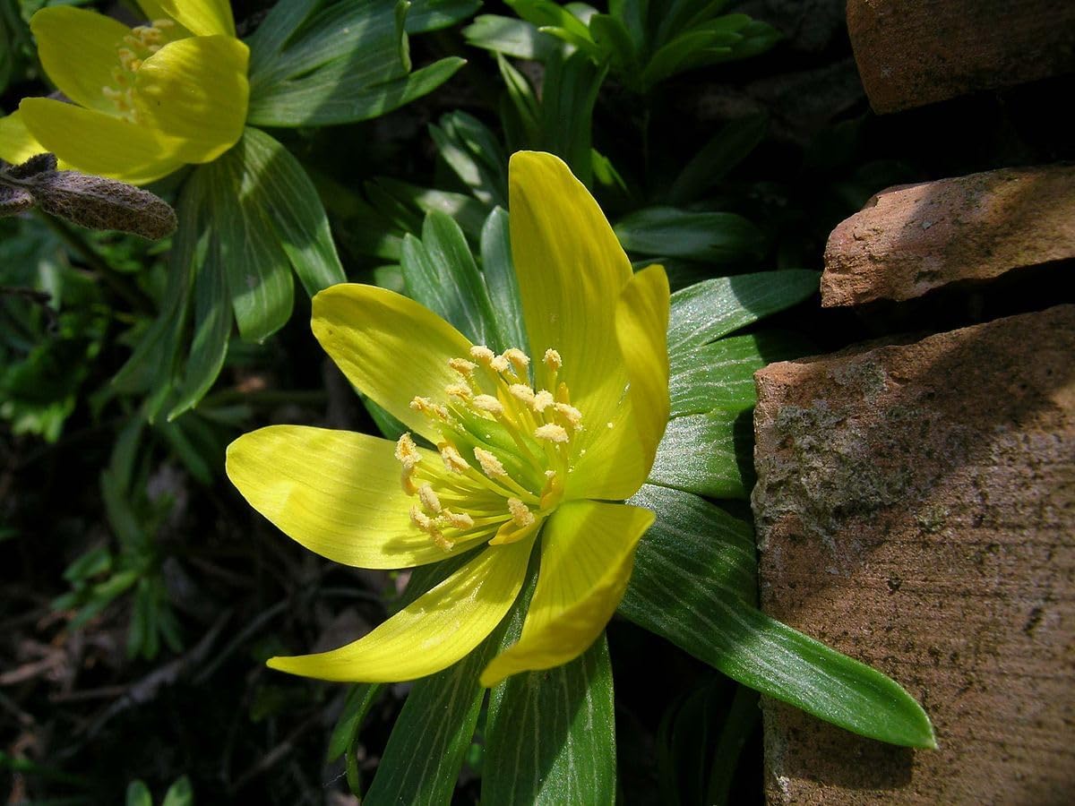 Hyemalis Flower seeds for Planting - Seasonal Bloomer, Heirloom & GMO Free Seeds for Home Garden
 
 Sale for planting in home garden.