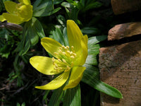 Hyemalis Flower seeds for Planting - Seasonal Bloomer, Heirloom & GMO Free Seeds for Home Garden
 
 Sale for planting in home garden.