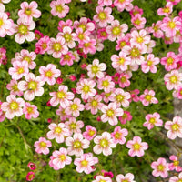 Light Pink Saxifraga Flower seeds for Planting - Long Bloom Season, Heirloom & GMO Free Seeds for Home Garden
 
 Sale seeds for home garden