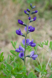 Blue Wild Indigo Seeds for Planting garden flower bed