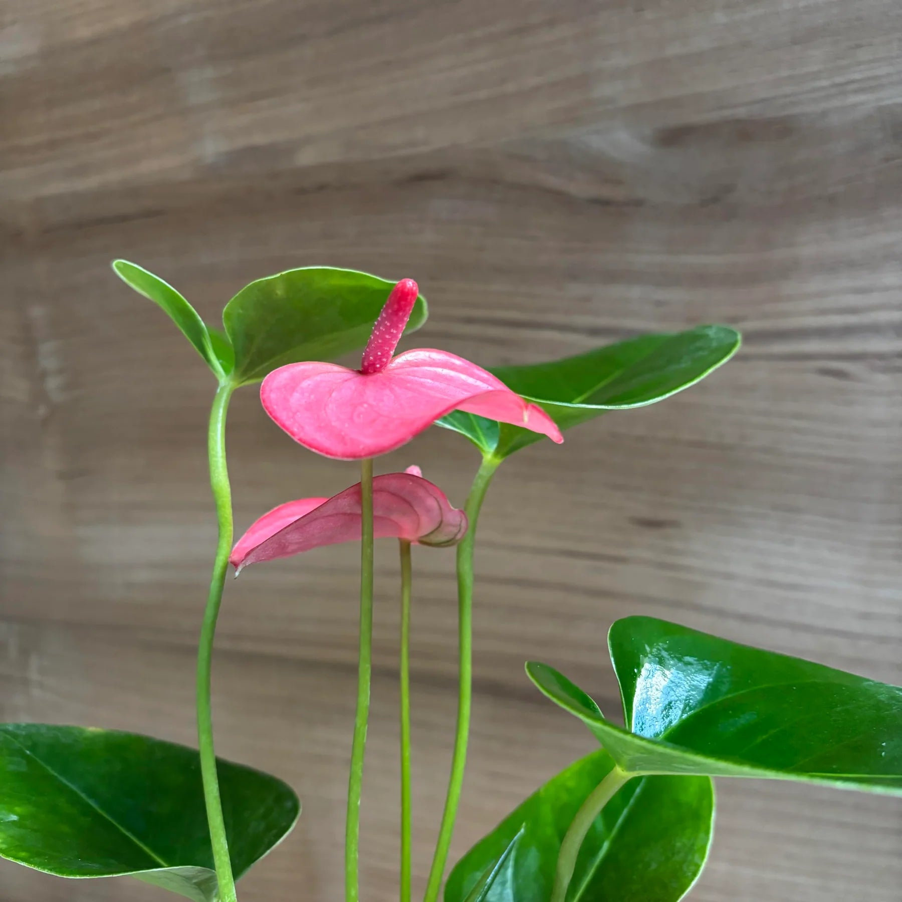 Pink Andraeanu Flower Seeds for Planting  Vibrant Blooms for Your Garden