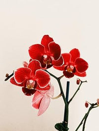 Deep Red Phalaenopsis Orchid Flower Seeds for Planting Premium Quality Heirloom & GMO Free Seeds for Home Garden
 
 Sale
