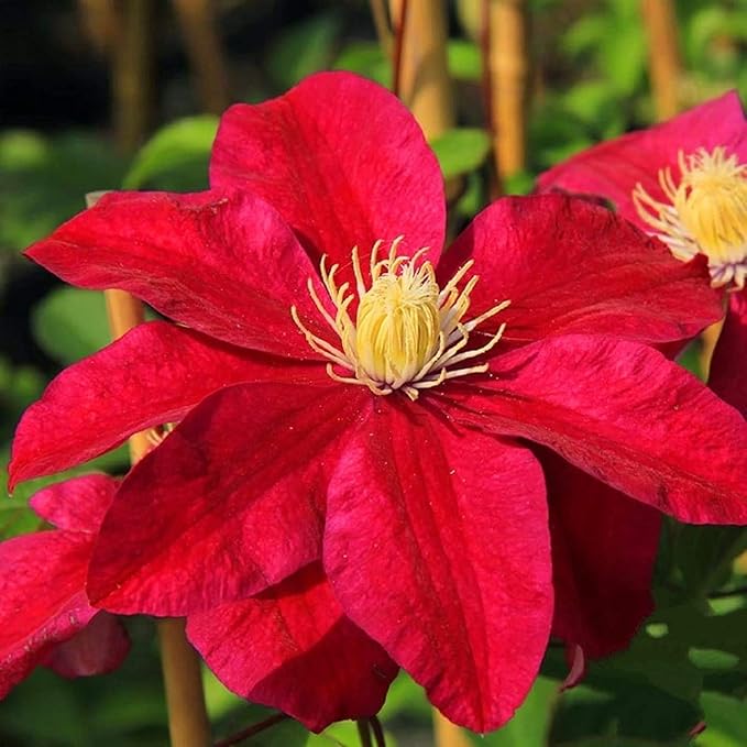 Red Clematis Flower seeds for Planting Vibrant Colors Heirloom & GMO Free Seeds for Home Garden