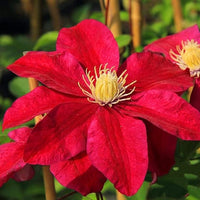 Red Clematis Flower seeds for Planting Vibrant Colors Heirloom & GMO Free Seeds for Home Garden