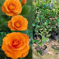 Camellia Orange Flower seeds for Planting - Vibrant Colors, Heirloom & GMO Free Seeds for Home Garden