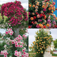 Yellow Mix Ruby Rose Flower Seeds for Planting NonGMO Heirloom Garden Seeds for Growing Wildflower Mix 
 
 Sale