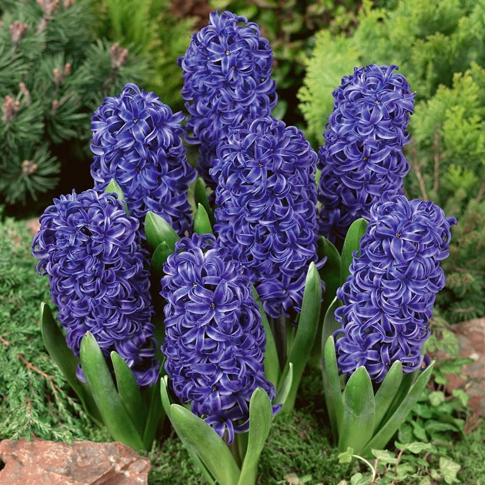 Deep Blue Hyacinth Flower seeds for Planting Sun Loving Heirloom & GMO Free Seeds for Home Garden
 
 Sale