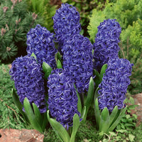 Deep Blue Hyacinth Flower seeds for Planting Sun Loving Heirloom & GMO Free Seeds for Home Garden
 
 Sale