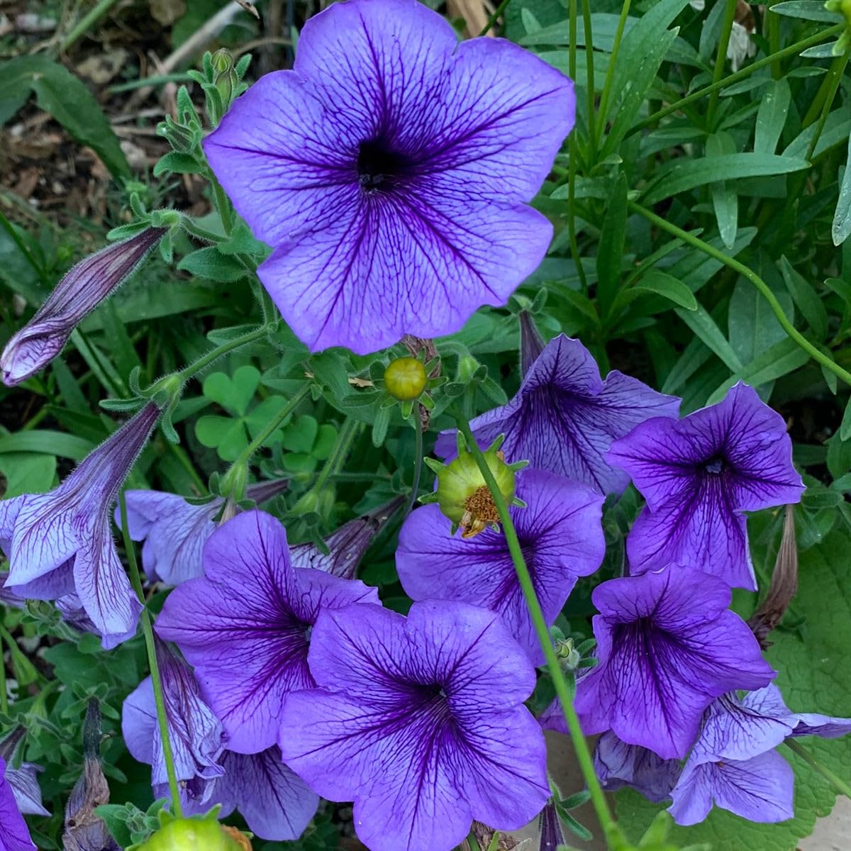 Violet Hanging Petunia Seeds for Vibrant Garden Planting