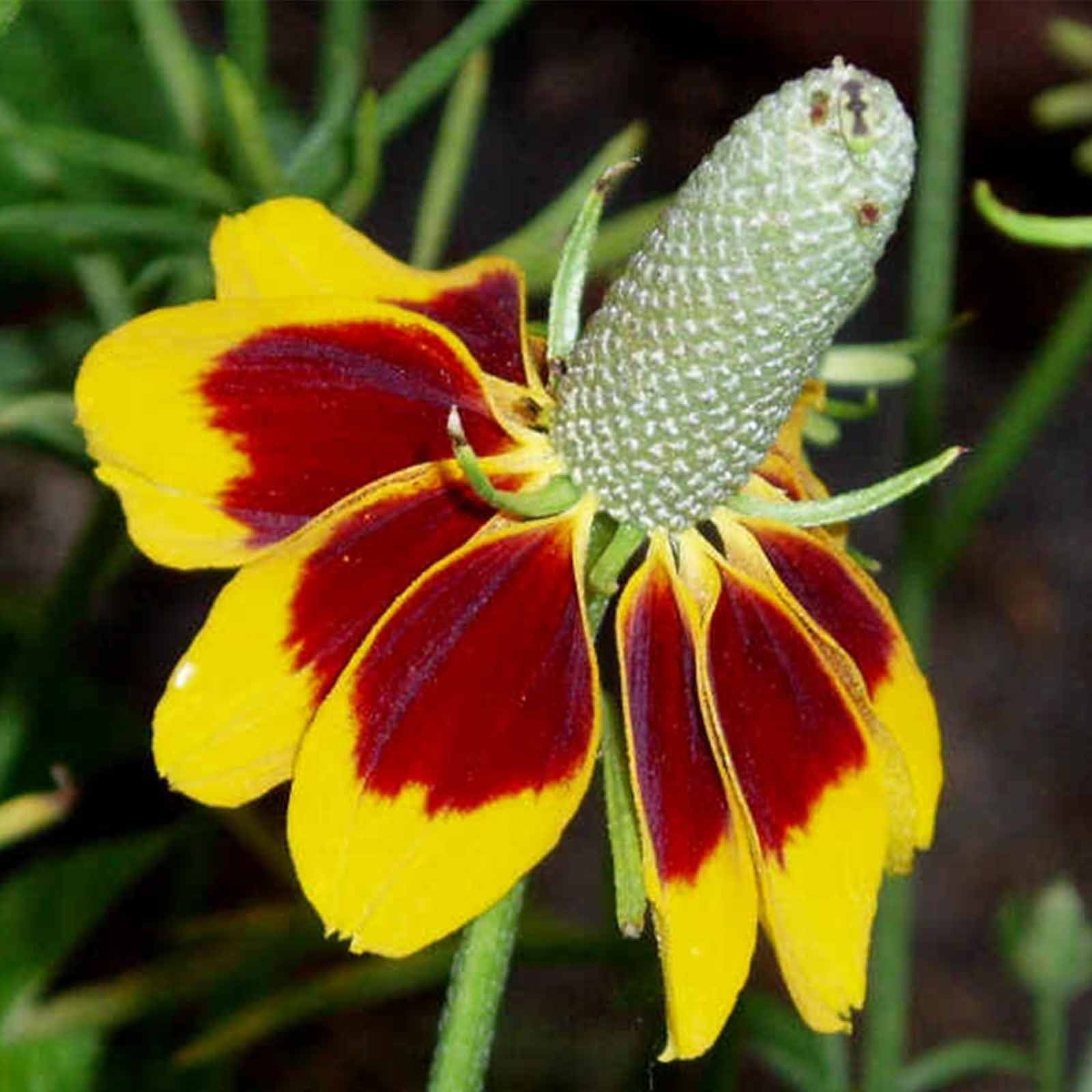 Mexican Hat Ratibida Columnifera Seeds – Unique Native Wildflower Variety