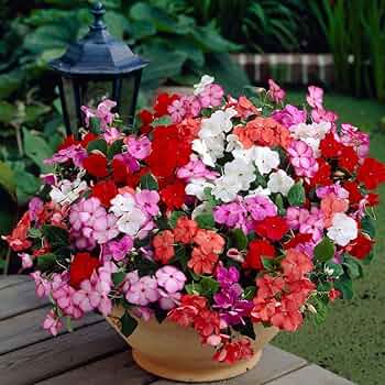 Lizzie Flower seeds for Planting - Wildflower Mix, Heirloom & GMO Free Seeds for Home Garden