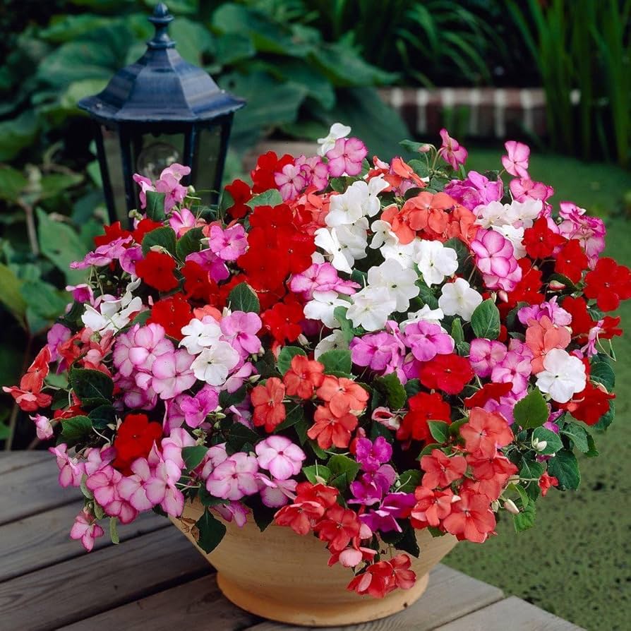 Pink Lizzie Flower seeds for Planting - Hardy Variety, Heirloom & GMO Free Seeds for Home Garden
