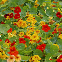 Capuchina Flower seeds for Planting - Perfect for Borders, Heirloom & GMO Free Seeds for Home Garden
 
 Sale for planting in home garden.
