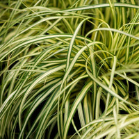 Carex Comans Flower seeds for Planting - Easy to Grow, Heirloom & GMO Free Seeds for Home Garden