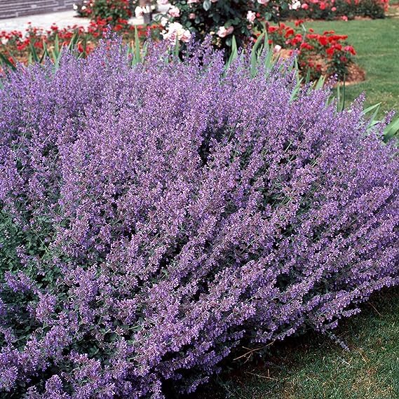 Blue Catmint Seeds for Planting flower bed home garden