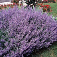 Blue Catmint Seeds for Planting flower bed home garden