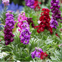 Mix Matthiola Incana Flower Seeds for Planting Seasonal Bloomer Heirloom & GMO Free Seeds for Home Garden
 
 Sale