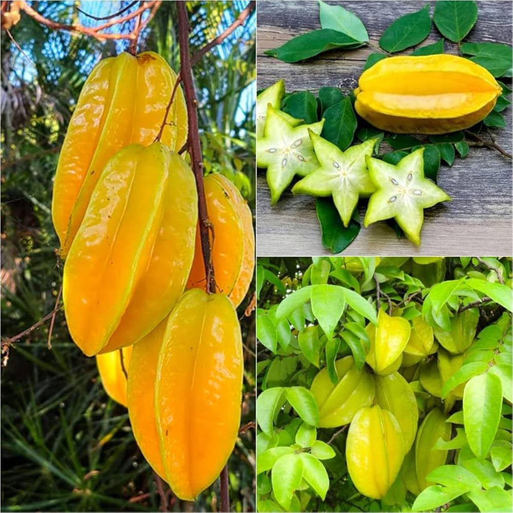Yellow Carambola Seeds for Planting – Tropical Fruit Delight