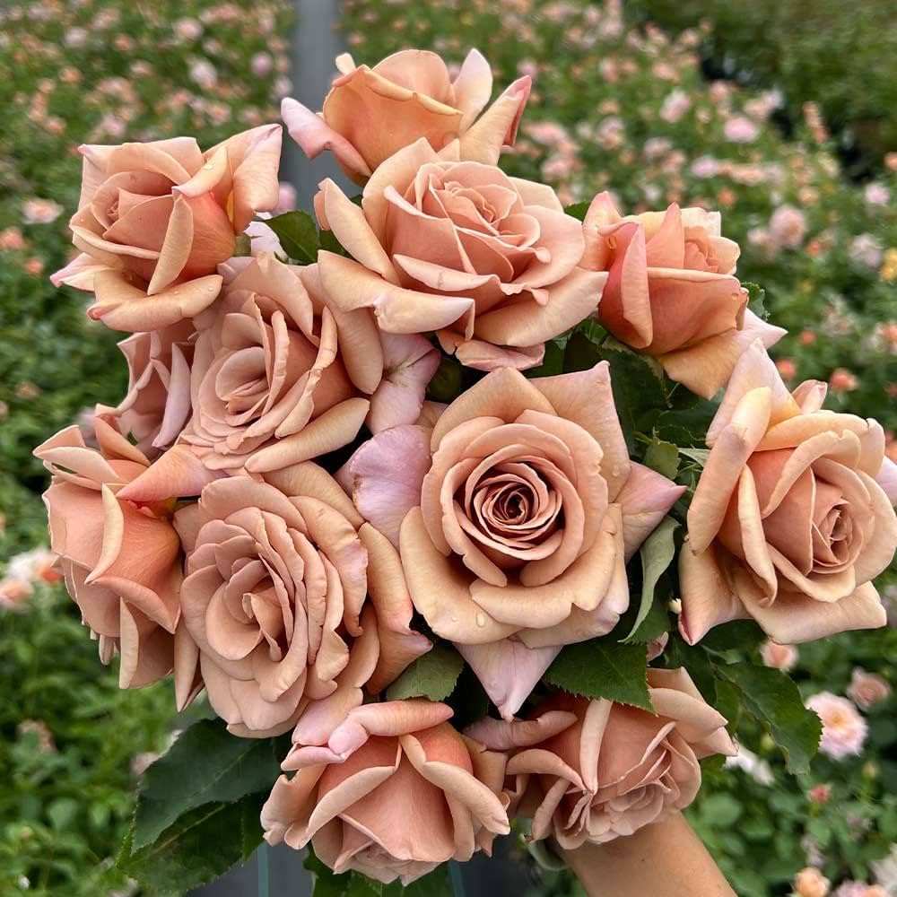 Unique Rose Brown Flowering  Seeds For Planting and Gardening vibes