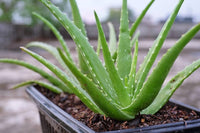 Green Aloe Vera for Planting Garden Favorite Heirloom & GMO Free Seeds for Home Garden 
 
 Sale