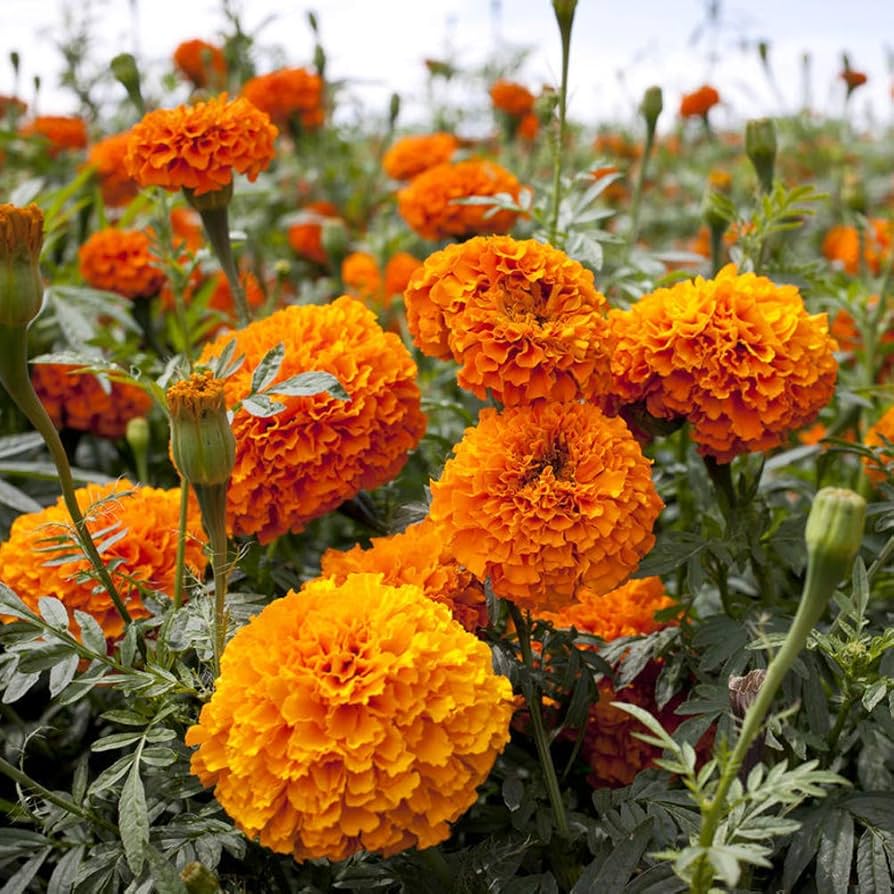 Marigold Flower seeds for Planting Shade Tolerant Heirloom & GMO Free Seeds for Home Garden