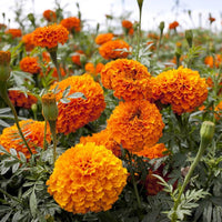 Marigold Flower seeds for Planting Shade Tolerant Heirloom & GMO Free Seeds for Home Garden