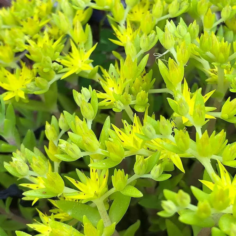 Yellow Stonecrop Flower Seeds Planting