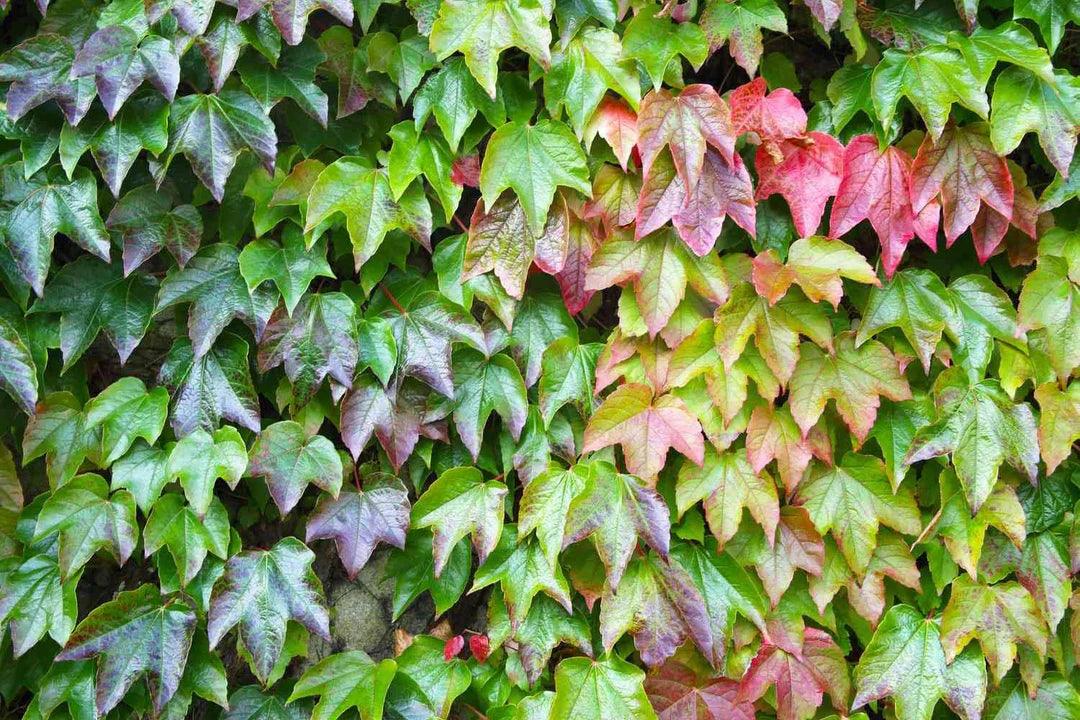 Green Boston Ivy Flower seeds for Planting Low Maintenance Heirloom & GMO Free Seeds for Home Garden 
 
 Sale