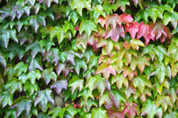 Green Boston Ivy Flower seeds for Planting Low Maintenance Heirloom & GMO Free Seeds for Home Garden 
 
 Sale