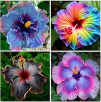 Heirloom Hibiscus Flower seeds for Planting Cut Flower Favorite Heirloom & GMO Free Seeds for Home Garden