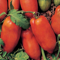 Linguisa Tomato Seeds for Planting - Heirloom Vegetable Variety