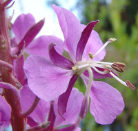 Epilobium Angustifolium Willowherb seeds for perennial wildflower garden