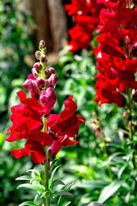 Light Red Antirrhinum Flower Seeds for Planting Cut Flower Favorite Heirloom & GMO Free Seeds for Home Garden
 
 Sale