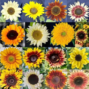 Sunflower Mix Seeds for Colorful Summer Blooms