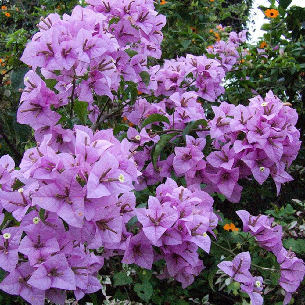 Bougainvillea Lavender Flower seeds for Planting - Hardy Variety, Heirloom & GMO Free Seeds for Home Garden