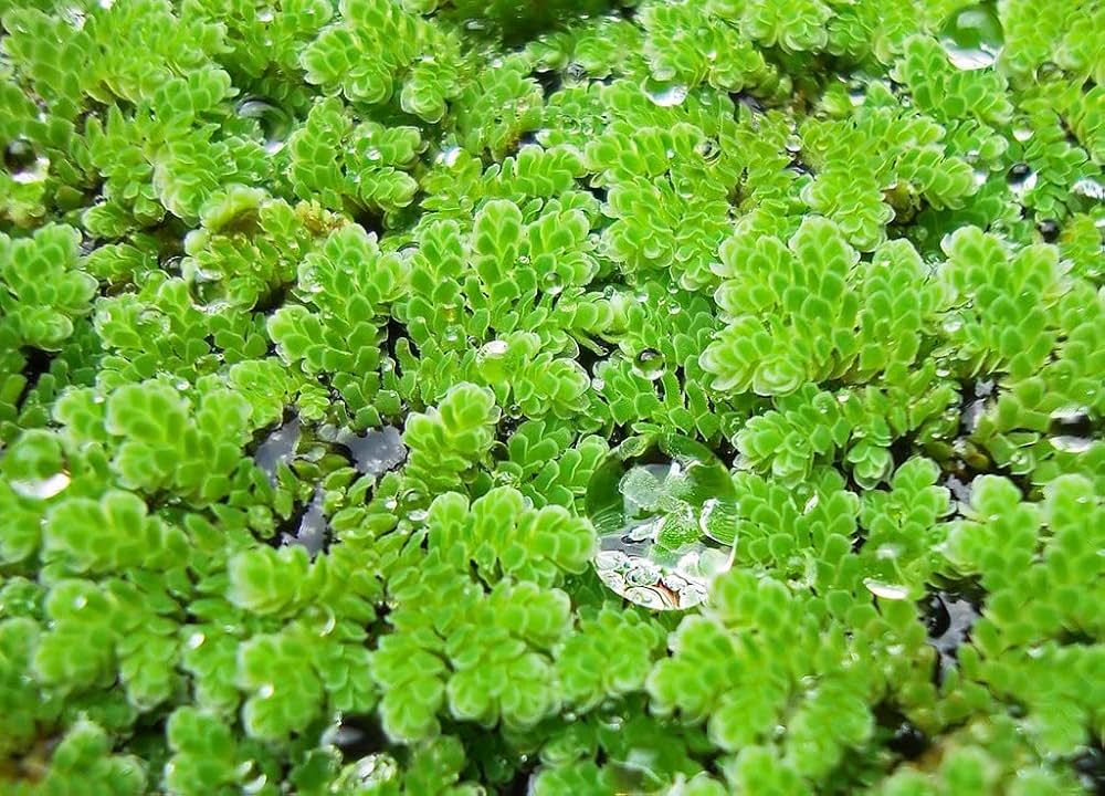 Gray Crested Fern Flower seeds for Planting - Premium Quality, Heirloom & GMO Free Seeds for Home Garden