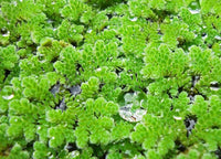 Gray Crested Fern Flower seeds for Planting - Premium Quality, Heirloom & GMO Free Seeds for Home Garden