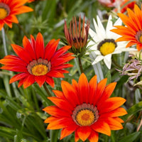 Gazania Sole Mix Gazania rigens Seeds for Planting flower bed drought tolerant garden