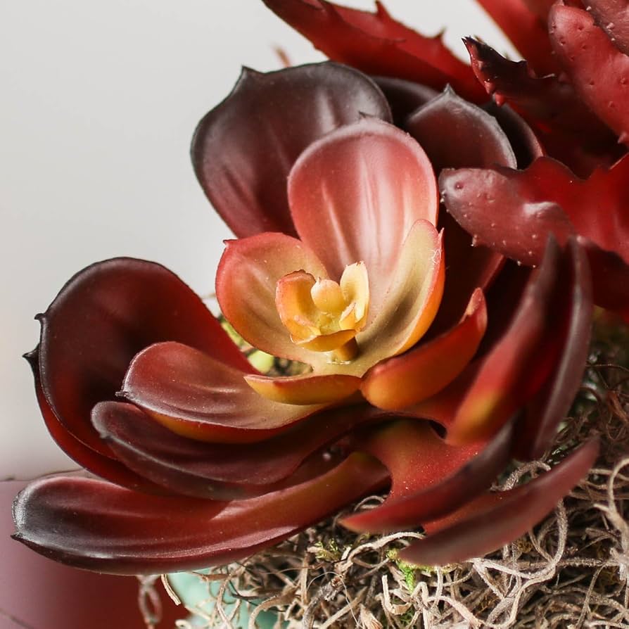 Brown Succulent Flower seeds for Planting Colorful Display Heirloom & GMO Free Seeds for Home Garden