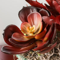 Brown Succulent Flower seeds for Planting Colorful Display Heirloom & GMO Free Seeds for Home Garden