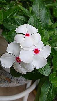 Periwinkle Flower seeds for Planting - Hardy Variety, Heirloom & GMO Free Seeds for Home Garden