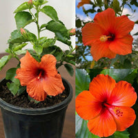 Hibiscus Orange Seeds for Planting - Stunning Tropical Blooms