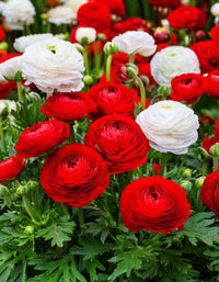 Ranunculus Asiaticus Flower seeds for Planting Easy to Grow Heirloom & GMO Free Seeds for Home Garden
 
 Sale