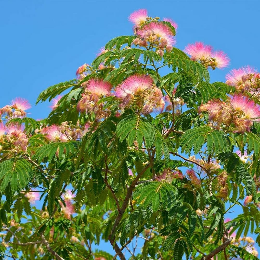 Albizia Flower Seeds (Mimosa Silk Tree) for Elegant, Tropical Flowers
