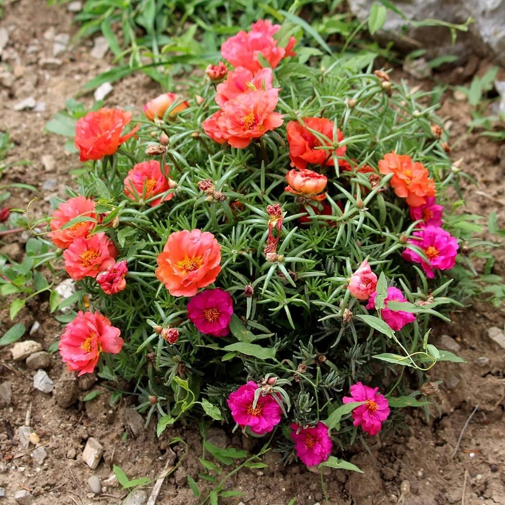 Portulaca Grandiflora Flower seeds for Planting Seasonal Bloomer Heirloom & GMO Free Seeds for Home Garden 
 
 Sale