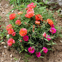 Portulaca Grandiflora Flower seeds for Planting Seasonal Bloomer Heirloom & GMO Free Seeds for Home Garden 
 
 Sale