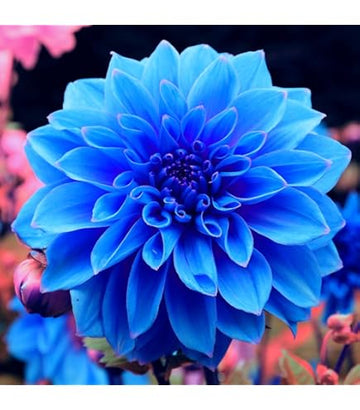 Light Blue Dahlia Flower Seeds for Planting Long Bloom Season Heirloom & GMO Free Seeds for Home Garden
 
 Sale